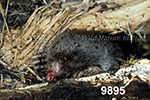 Parascalops breweri, Hairy-tailed Mole